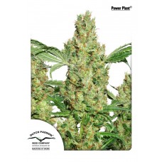 Power Plant Feminised Seeds Power Plant Feminised Seeds