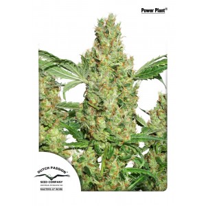 Power Plant Feminised Seeds Power Plant Feminised Seeds