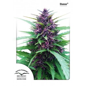 Shaman Feminised Seeds Shaman Feminised Seeds