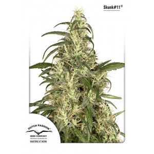 Skunk #11 Feminised Seeds Skunk #11 Feminised Seeds