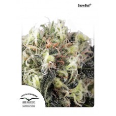 Snow Bud Feminised Seeds Snow Bud Feminised Seeds