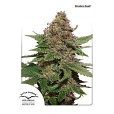 Strawberry Cough Feminised Seeds Strawberry Cough Feminised Seeds