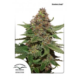 Strawberry Cough Feminised Seeds Strawberry Cough Feminised Seeds