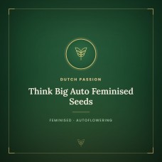 Think Big Auto Feminised Seeds Think Big Auto Feminised Seeds