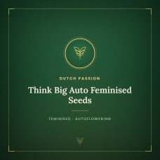 Think Big Auto Feminised Seeds Think Big Auto Feminised Seeds