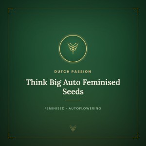 Think Big Auto Feminised Seeds