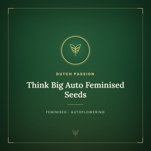 Think Big Auto Feminised Seeds Think Big Auto Feminised Seeds