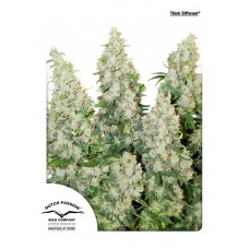 Think Different Auto Feminised Seeds Think Different Auto Feminised Seeds