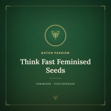 Think Fast Feminised Seeds Think Fast Feminised Seeds