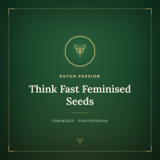 Think Fast Feminised Seeds Think Fast Feminised Seeds