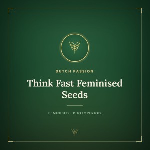 Think Fast Feminised Seeds Think Fast Feminised Seeds