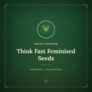 Think Fast Feminised Seeds Think Fast Feminised Seeds