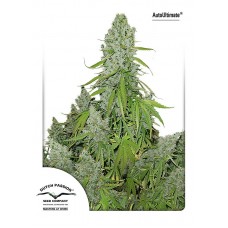 Ultimate Auto Feminised Seeds Ultimate Auto Feminised Seeds
