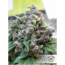 White Widow Feminised Seeds White Widow Feminised Seeds