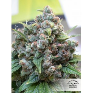 White Widow Feminised Seeds