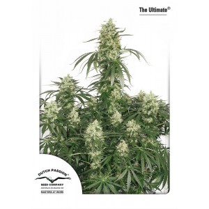 The Ultimate Feminised Seeds The Ultimate Feminised Seeds