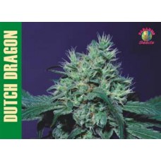 Dutch Dragon Feminised Seeds Dutch Dragon Feminised Seeds
