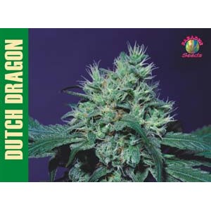 Dutch Dragon Feminised Seeds Dutch Dragon Feminised Seeds