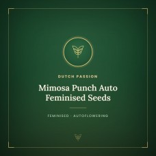 Mimosa Punch Auto Feminised Seeds Mimosa Punch Auto Feminised Seeds