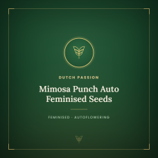 Mimosa Punch Auto Feminised Seeds Mimosa Punch Auto Feminised Seeds