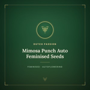 Mimosa Punch Auto Feminised Seeds