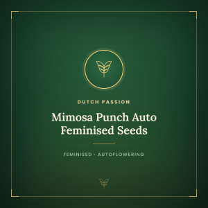 Mimosa Punch Auto Feminised Seeds Mimosa Punch Auto Feminised Seeds