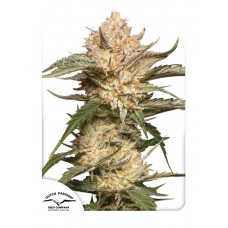 Trichome & Cream Auto Feminised Seeds Trichome & Cream Auto Feminised Seeds