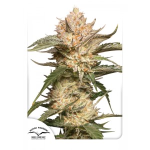 Trichome & Cream Auto Feminised Seeds Trichome & Cream Auto Feminised Seeds