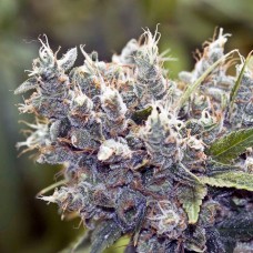 Bubblegummer Feminised Seeds Bubblegummer Feminised Seeds