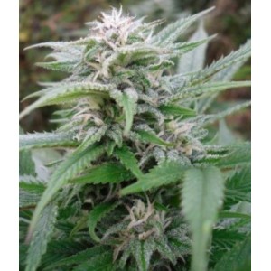 Easy Sativa Feminised Seeds Easy Sativa Feminised Seeds