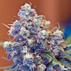 ICED Grapefruit Feminised Seeds ICED Grapefruit Feminised Seeds