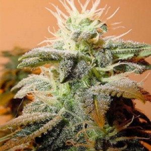 Indoor Mix Feminised Seeds Indoor Mix Feminised Seeds