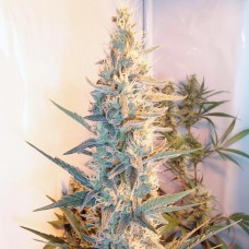 Outdoor Grapefruit Feminised Seeds Outdoor Grapefruit Feminised Seeds