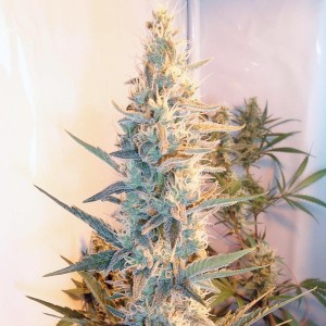 Outdoor Grapefruit Feminised Seeds Outdoor Grapefruit Feminised Seeds