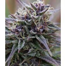 Purple Maroc Feminised Seeds Purple Maroc Feminised Seeds