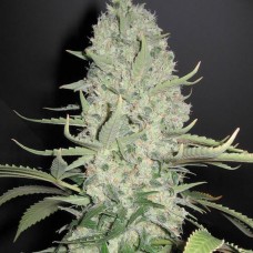 White Widow x Big Bud Feminised Seeds White Widow x Big Bud Feminised Seeds