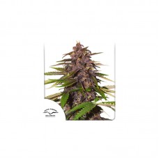 Forbidden Cherry Auto Feminised Seeds Forbidden Cherry Auto Feminised Seeds