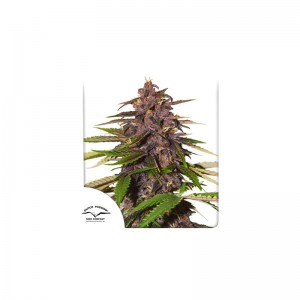 Forbidden Cherry Auto Feminised Seeds Forbidden Cherry Auto Feminised Seeds