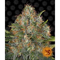 G13 Haze Regular Seeds G13 Haze Regular Seeds