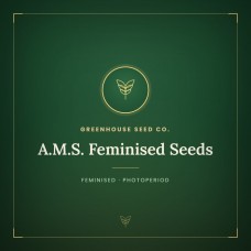 A.M.S. Feminised Seeds A.M.S. Feminised Seeds