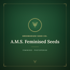 A.M.S. Feminised Seeds A.M.S. Feminised Seeds