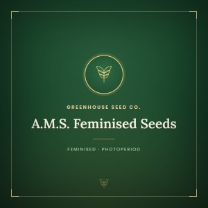 A.M.S. Feminised Seeds