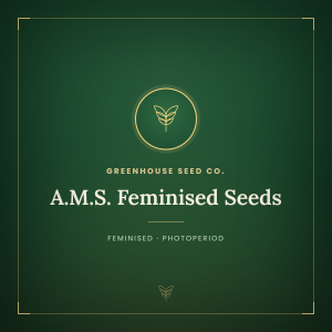 A.M.S. Feminised Seeds A.M.S. Feminised Seeds