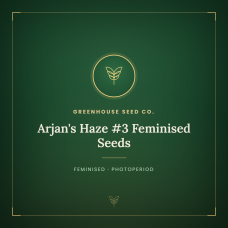 Arjan's Haze #3 Feminised Seeds Arjan's Haze #3 Feminised Seeds