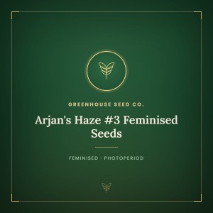 Arjan's Haze #3 Feminised Seeds Arjan's Haze #3 Feminised Seeds
