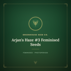 Arjan's Haze #3 Feminised Seeds