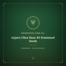 Arjan's Ultra Haze #1 Feminised Seeds Arjan's Ultra Haze #1 Feminised Seeds