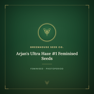 Arjan's Ultra Haze #1 Feminised Seeds Arjan's Ultra Haze #1 Feminised Seeds