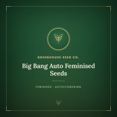 Big Bang Auto Feminised Seeds