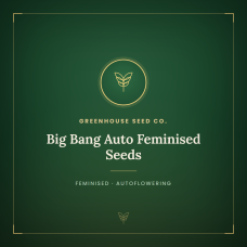 Big Bang Auto Feminised Seeds Big Bang Auto Feminised Seeds